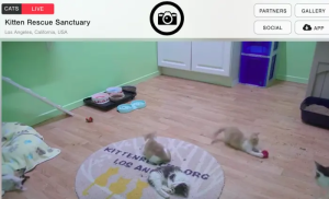 Live Kitten Cam